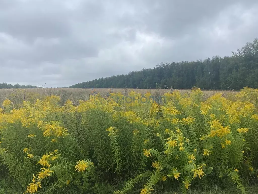 Участок в Нижегородская область, Богородский муниципальный округ, с. ... - Фото 1