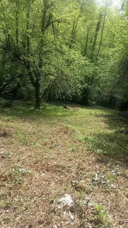 Участок в Краснодарский край, Сочи городской округ, Дагомыс пгт  (10.0 ... - Фото 1