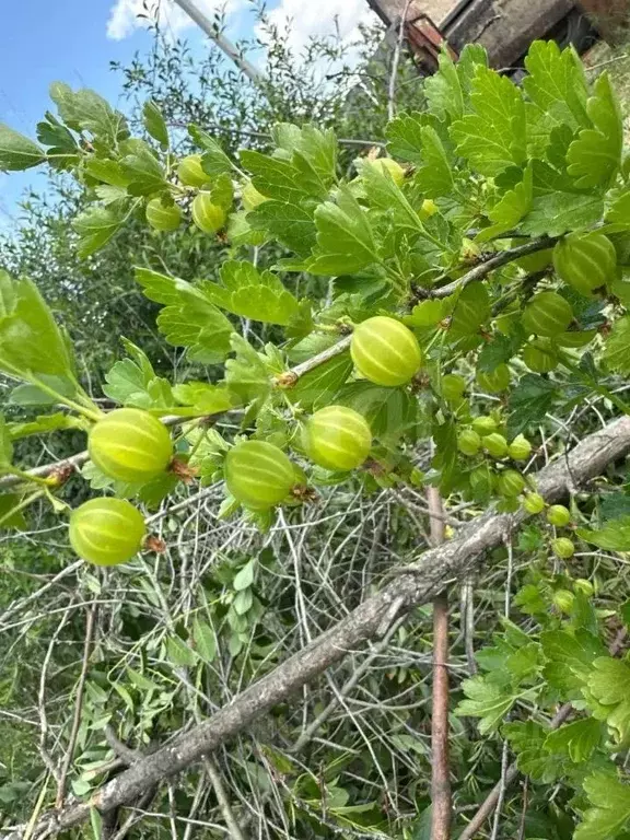 Участок в Тюменская область, Тюменский район, пос. Новотарманский  ... - Фото 1