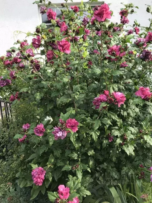 Дом в Калининградская область, Калининград пер. Ломоносова, 7Б (180 м) - Фото 2