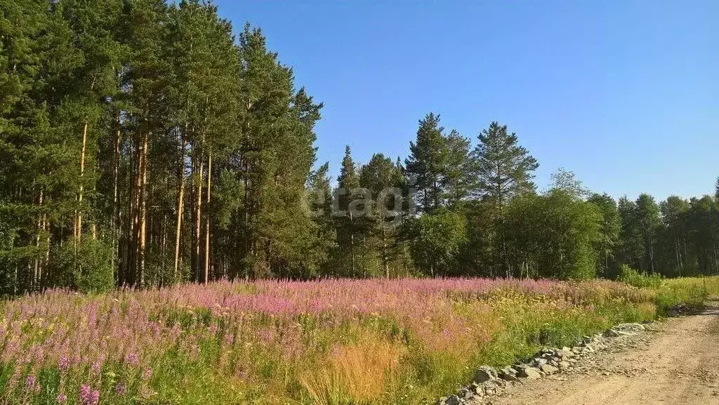 Участок в Свердловская область, Екатеринбург Чистые ручьи кп,  (8.5 ... - Фото 0