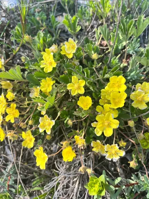 Участок в Боровичи, микрорайон Раздолье (8 м) - Фото 1