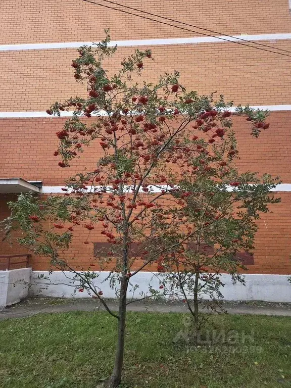 Студия Московская область, Апрелевка Наро-Фоминский городской округ, ... - Фото 2