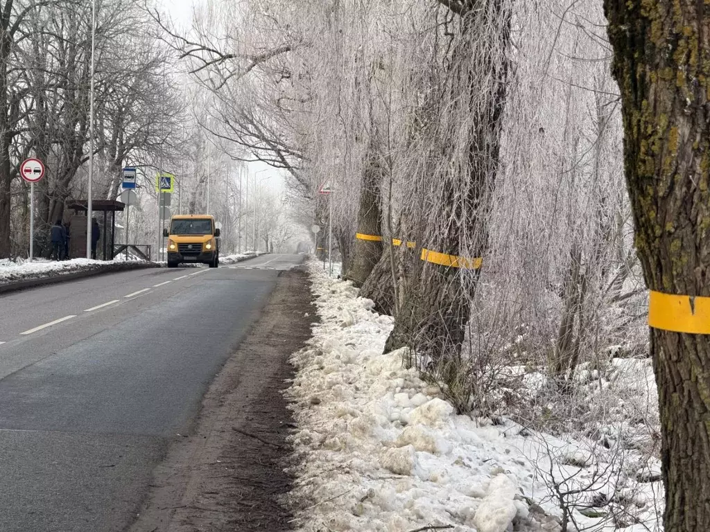 Участок в Калининградская область, Гурьевский муниципальный округ, ... - Фото 1
