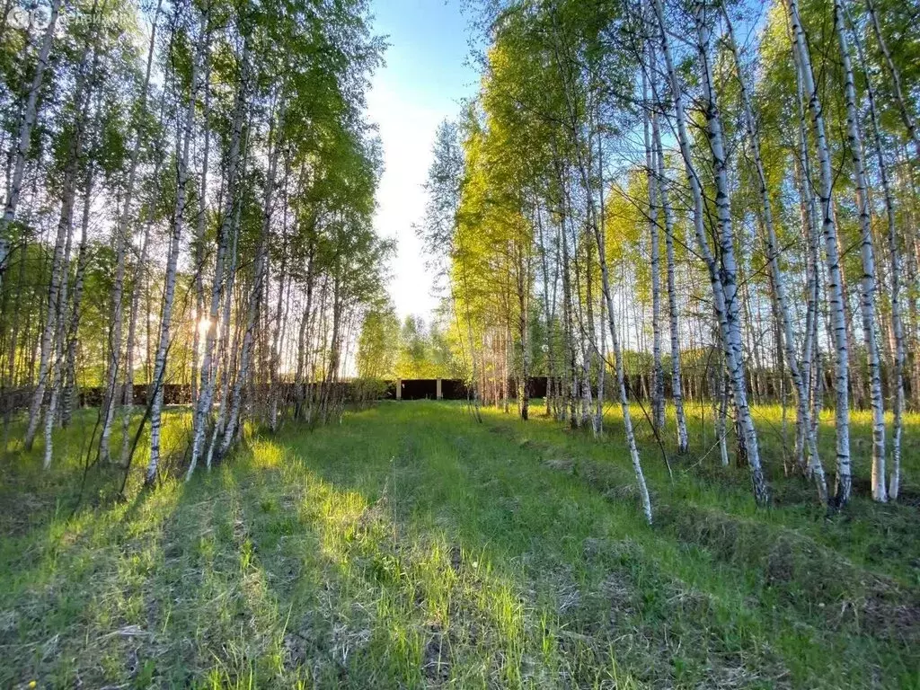 Участок в Некрасовский район, сельское поселение Красный Профинтерн, ... - Фото 0