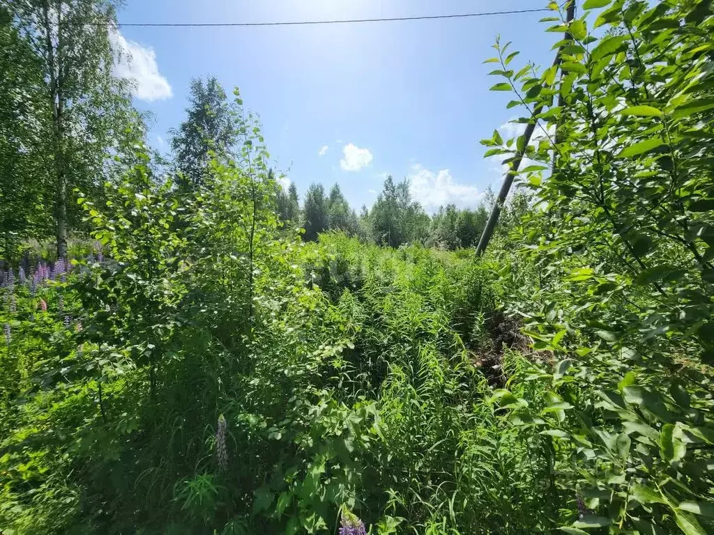 Участок в Коми, Сыктывдинский район, с. Выльгорт, Клен СТ  (10.0 сот.) - Фото 1