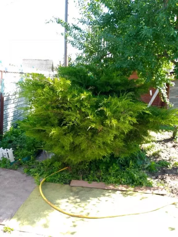 Участок в Саратовская область, Энгельс Химик-4 СНТ,  (4.17 сот.) - Фото 1