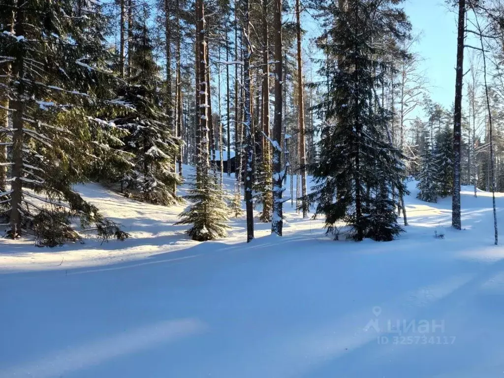 Участок в Ленинградская область, Всеволожский район, Куйвозовское ... - Фото 2