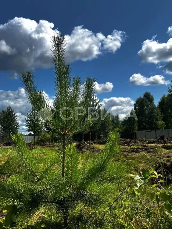 Участок в Тюменская область, Тюменский муниципальный округ, с. ... - Фото 2
