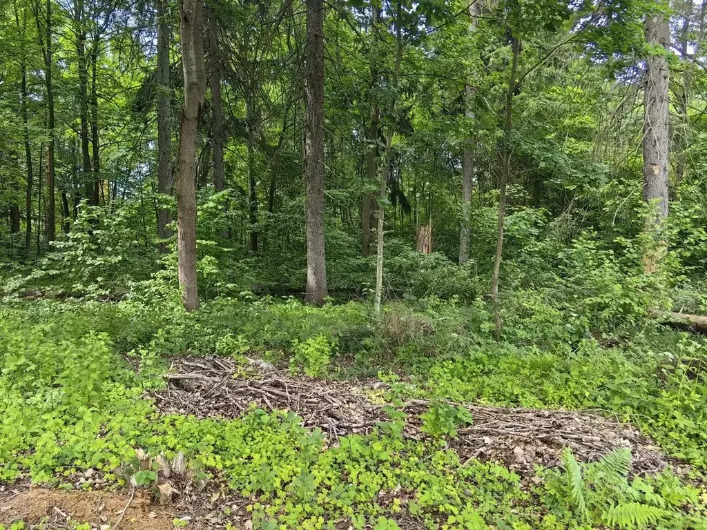 Участок в Москва пос. Секерино, Медведево мкр, 47 (18.0 сот.) - Фото 2