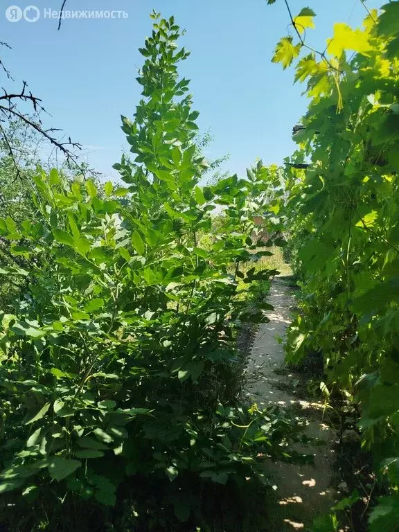 Участок в Волгоград, СНТ Дубки, Ангарская улица (5.7 м) - Фото 0