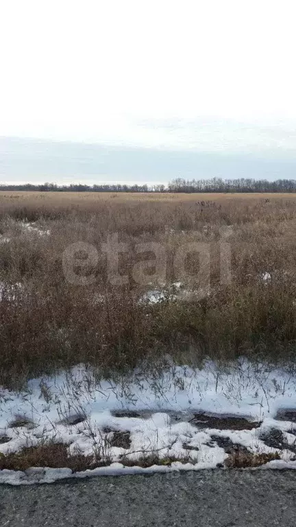 Участок в Курганская область, Курган Тополя мкр,  (802.0 сот.) - Фото 1