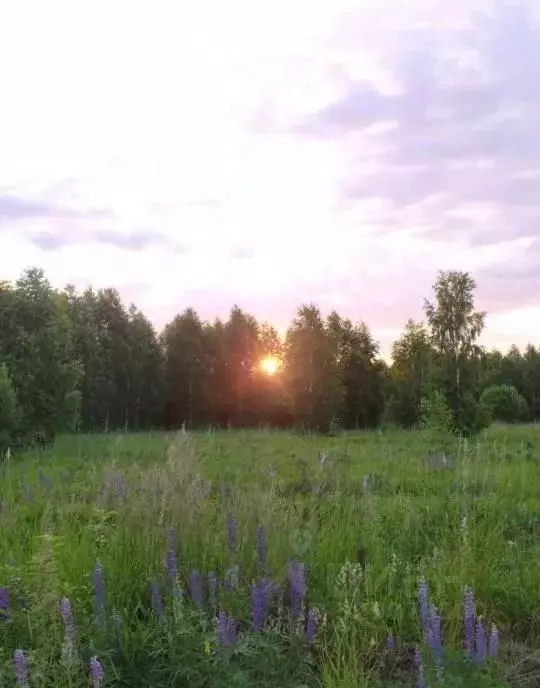 Участок в Пермский край, Пермский муниципальный округ, д. Мысы  (30.57 ... - Фото 1