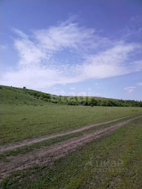 Участок в Алтайский край, Алтайский район, с. Старобелокуриха  (1370.0 ... - Фото 0