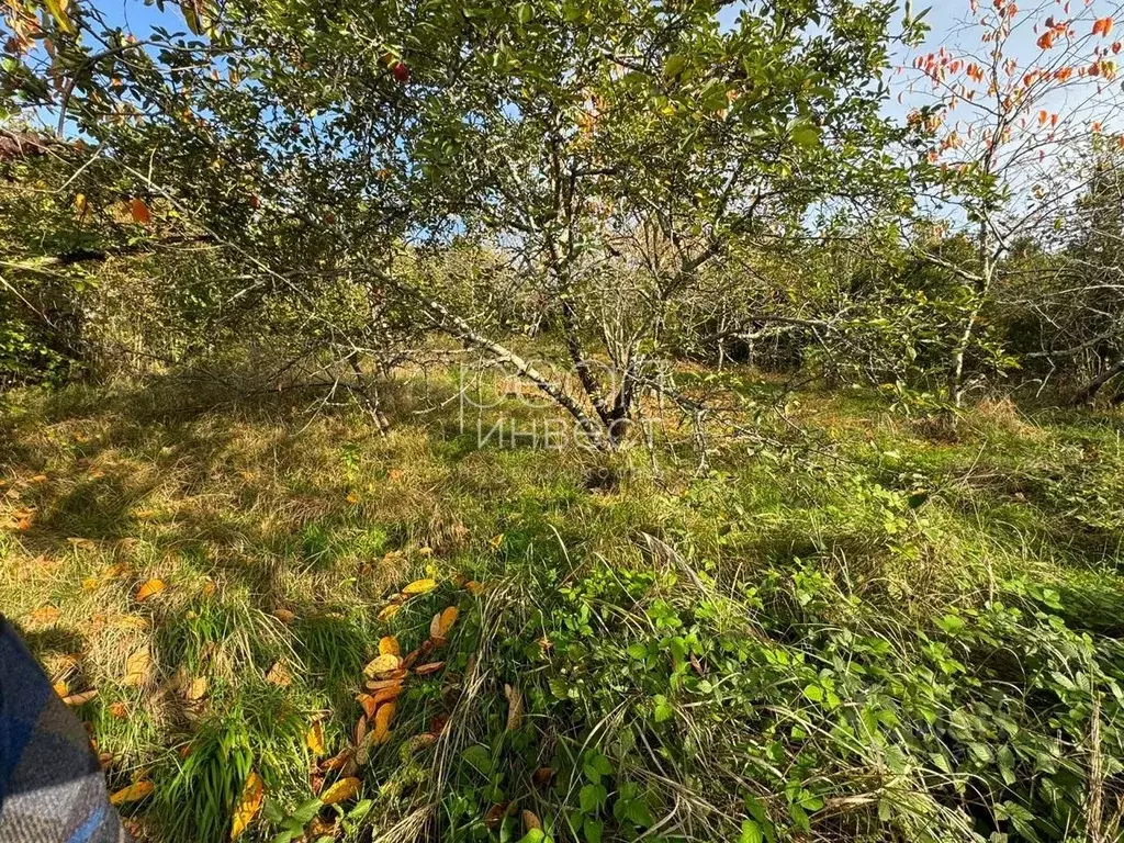 Участок в Краснодарский край, Сочи городской округ, с. Каштаны  (4.6 ... - Фото 0