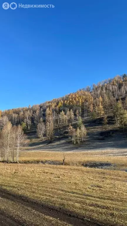 Участок в Чемальский район, село Толгоек (661 м) - Фото 2