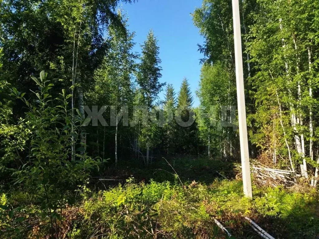 Участок в Новосибирская область, Новосибирск ул. Летчика Петрова (8.2 ... - Фото 1