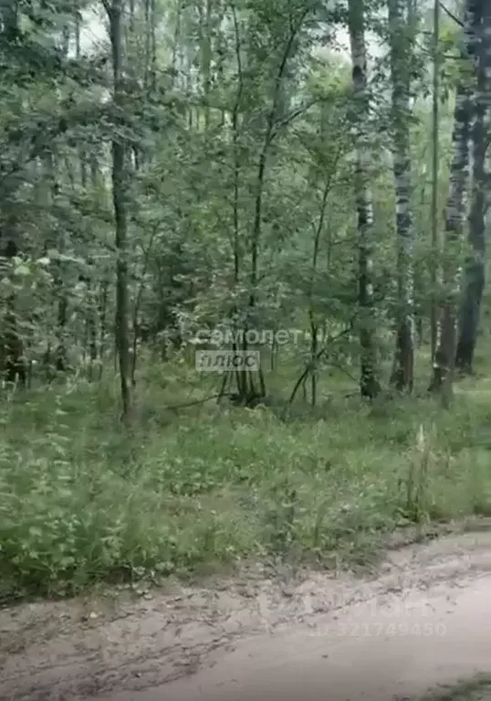 Участок в Вологодская область, Череповецкий район, пос. Неверов Бор ... - Фото 2