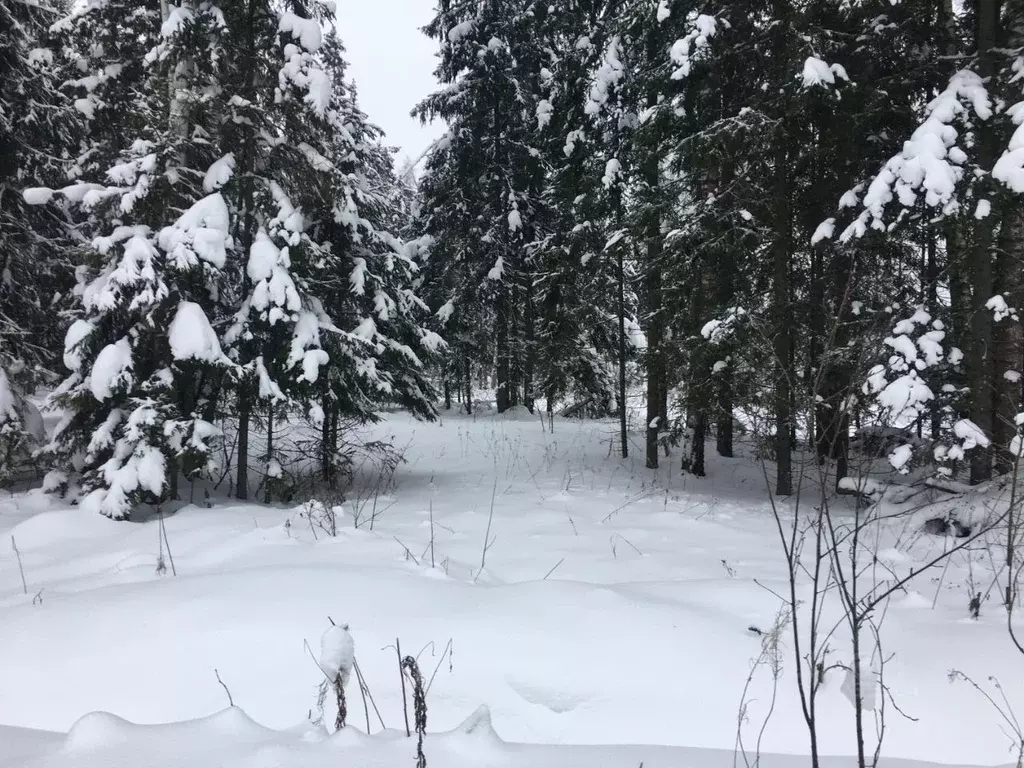 Участок в Московская область, Пушкинский городской округ, д. Могильцы ... - Фото 2