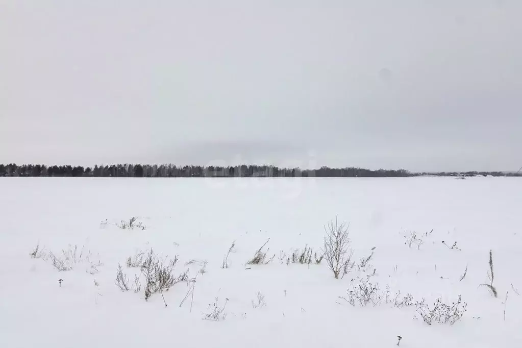 Участок в Тюменская область, Тюменский муниципальный округ, Каменское ... - Фото 0