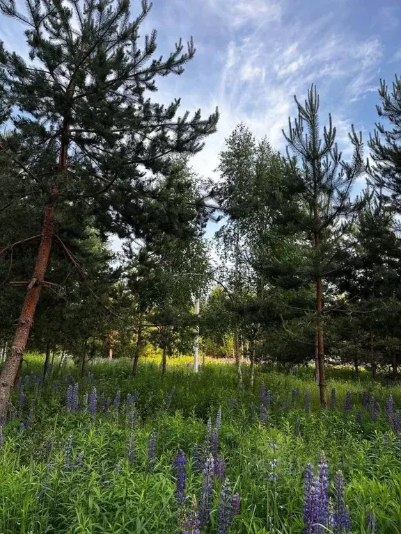 Участок в Нижегородская область, Городецкий муниципальный округ, ... - Фото 1
