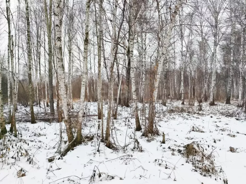 Участок в Нижнетавдинский район, СТ Фортуна, 2-я улица (7.2 м) - Фото 1