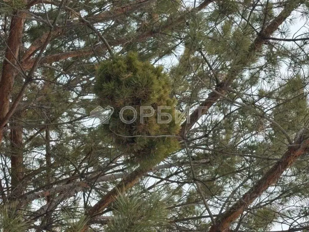 Участок в Тюменская область, Тюмень проезд Кипарисовый (50.0 сот.) - Фото 2