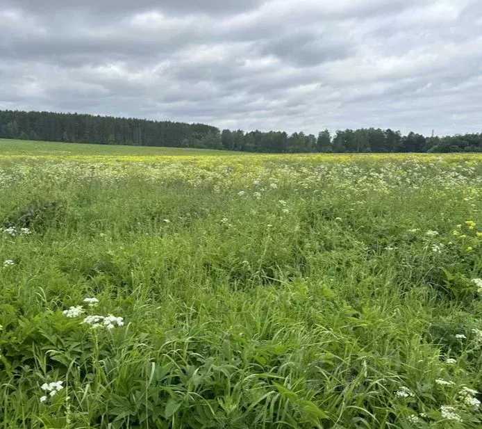 Участок в Калужская область, Калуга городской округ, д. Карачево  ... - Фото 2