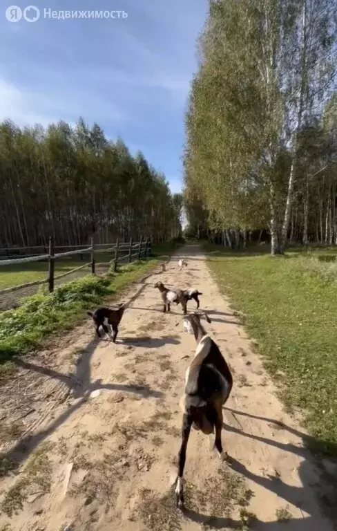 Участок в Нижегородская область, Городецкий муниципальный округ, ... - Фото 2