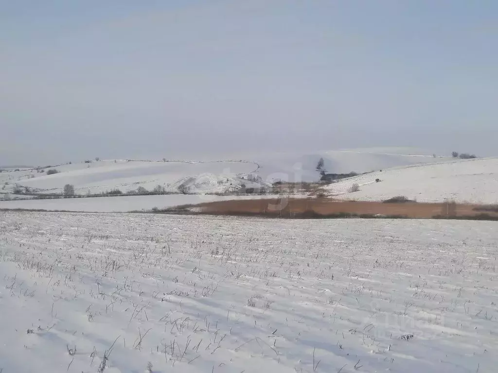Участок в Алтайский край, Алтайский район, с. Нижнекаменка  (80000.0 ... - Фото 2