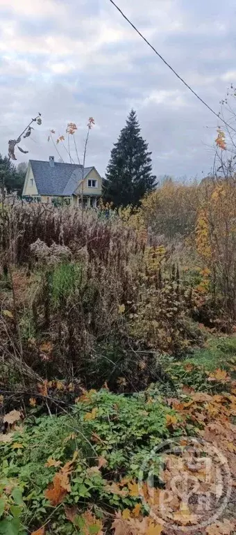 Участок в Ленинградская область, Лужский район, Скребловское с/пос, ... - Фото 2