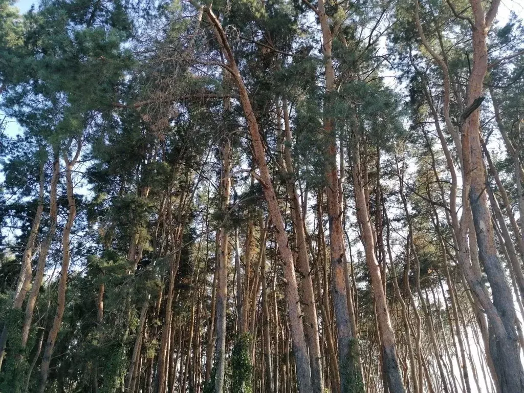 Дом в Курская область, Курск Восход-2 СТ, 123 (65 м) - Фото 0