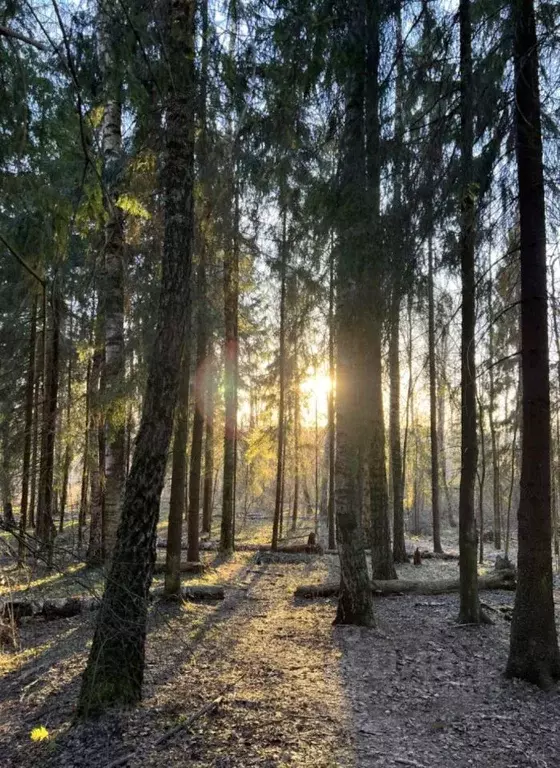 Участок в Московская область, Истра муниципальный округ, д. Сафонтьево ... - Фото 1
