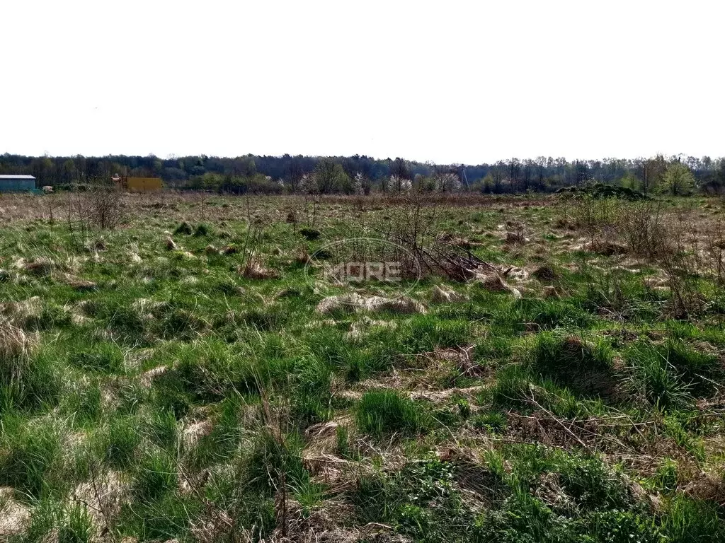 Участок в Светлогорский городской округ, посёлок Лесное (7.5 м) - Фото 1