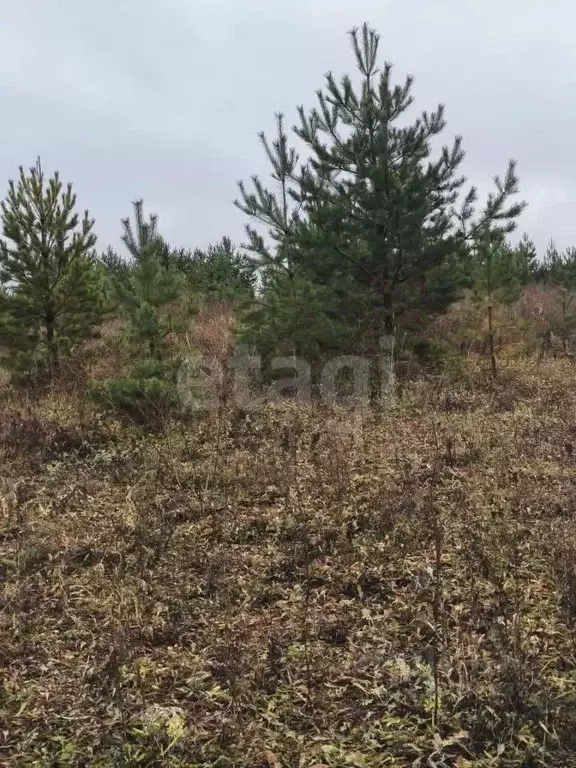 Участок в Пермский край, Пермский муниципальный округ, 3250001-1 кв-л ... - Фото 1