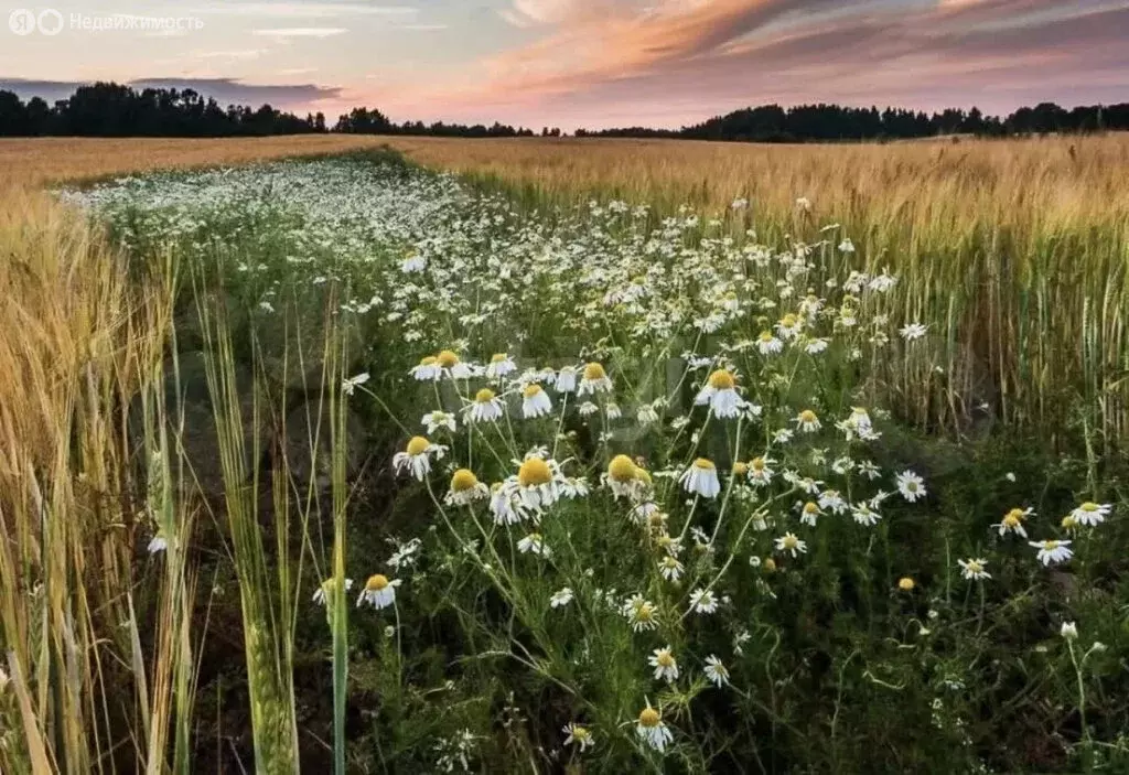 Участок в село Архангельское, Памятная территория (8 м) - Фото 1
