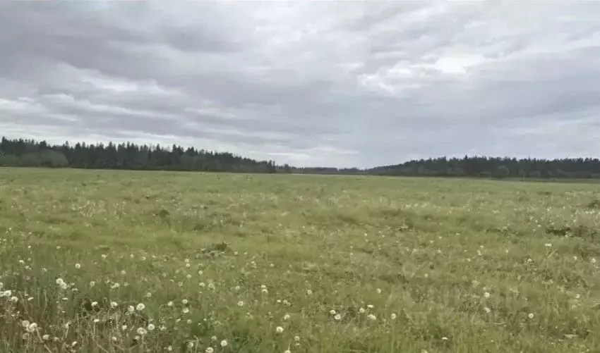 Участок в Ленинградская область, Волосовский район, Клопицкое с/пос, ... - Фото 1