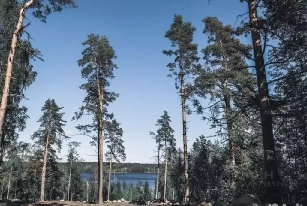Участок, 11 сот., сельхоз (снт или днп) - Фото 0