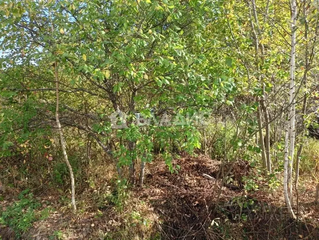 Участок в Владимирская область, Суздальский район, Новоалександровское ... - Фото 0