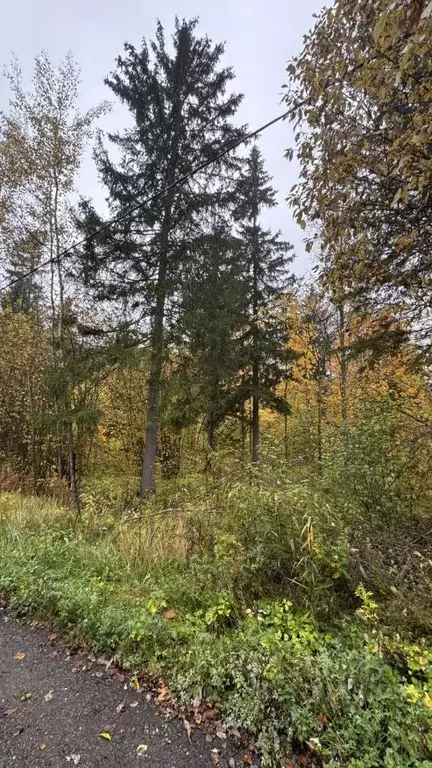 Участок в Московская область, Клин городской округ, Лесной ДСК 675 ... - Фото 1