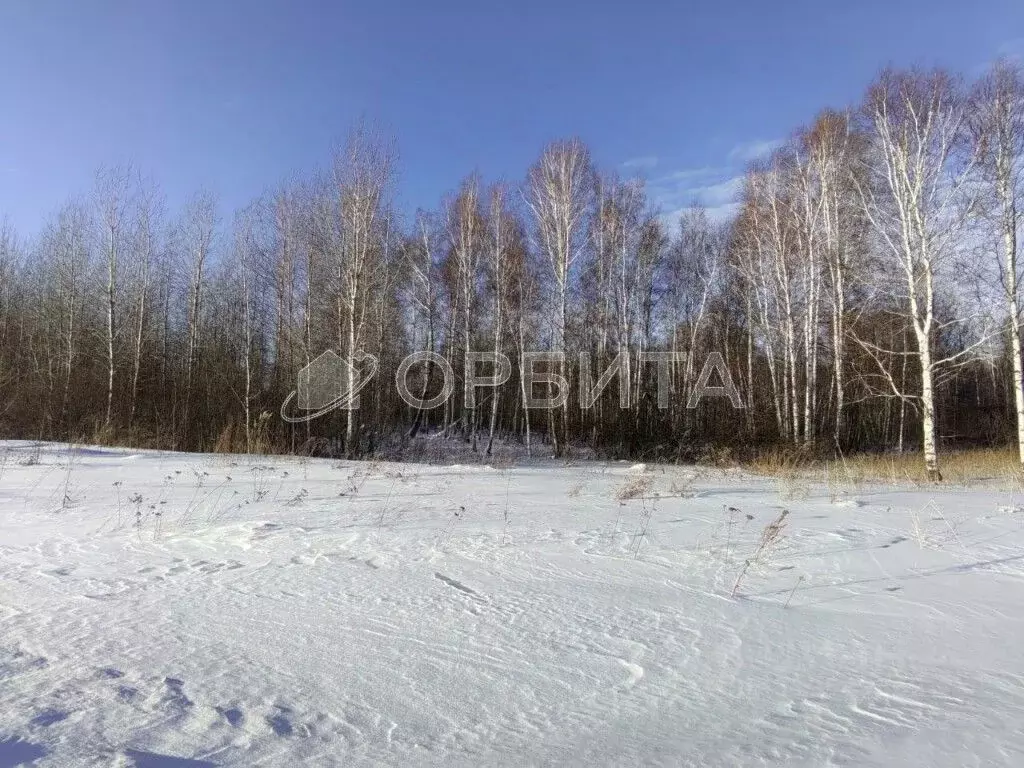 Участок в Тюменская область, Нижнетавдинский район, Кооператор СПК  ... - Фото 1