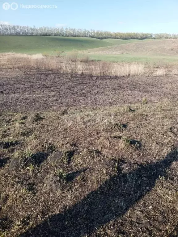 Участок в Алтайский район, село Алтайское (230 м) - Фото 2