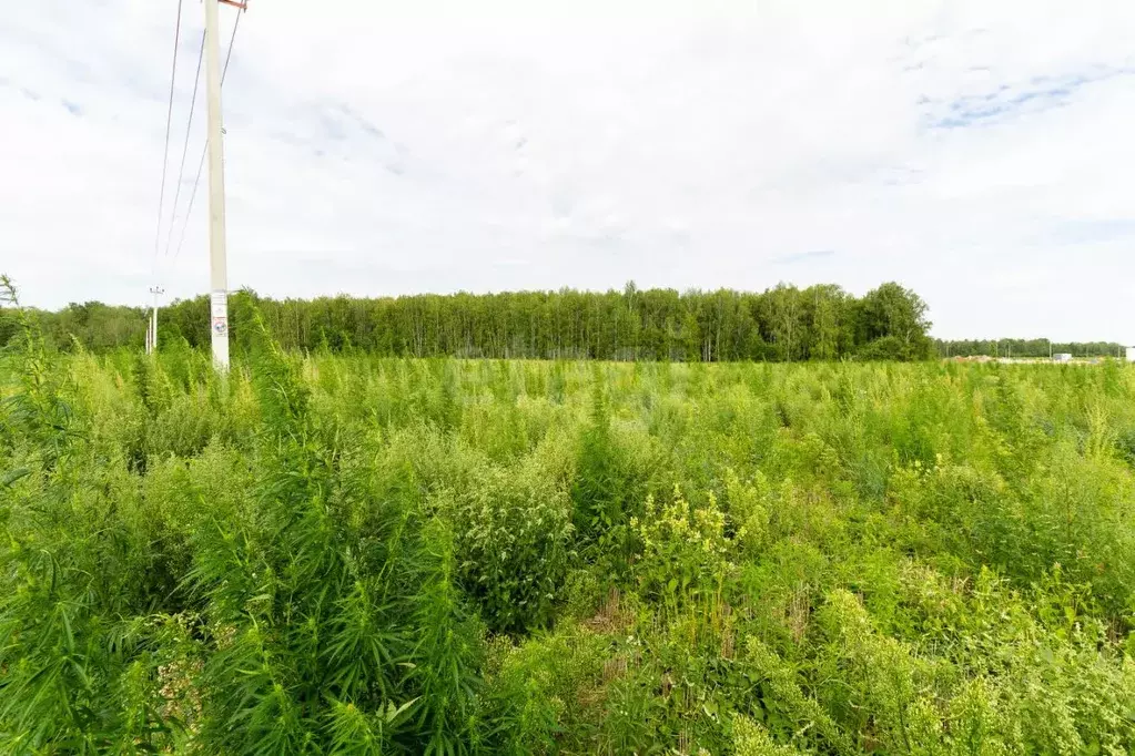 Участок в Тюменская область, Тюменский муниципальный округ, с. Каменка ... - Фото 1