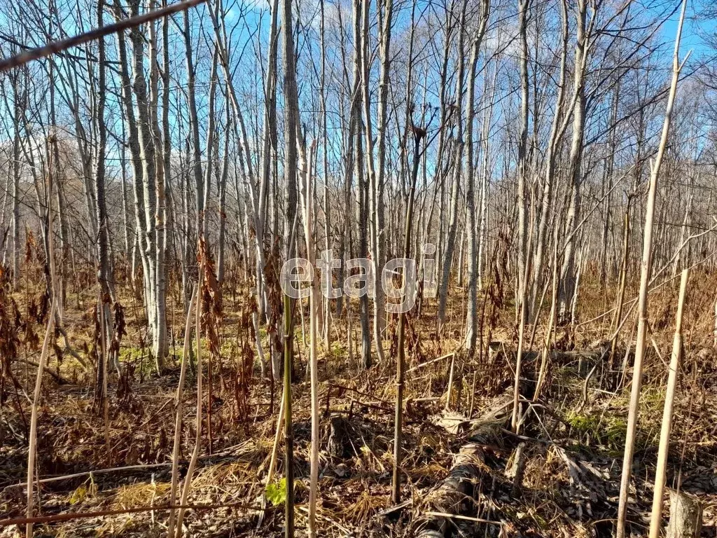 Участок в Сахалинская область, Южно-Сахалинск городской округ, с. ... - Фото 1