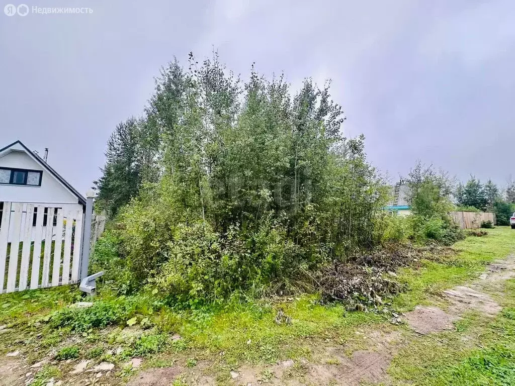 Участок в Выльгорт, СДТ Помидор (10 м) - Фото 1