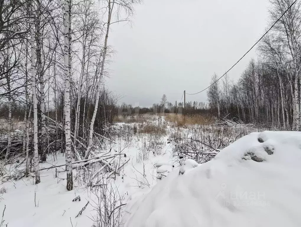 Участок в Тюменская область, Тюмень Садовое товарищество Липовый ... - Фото 1