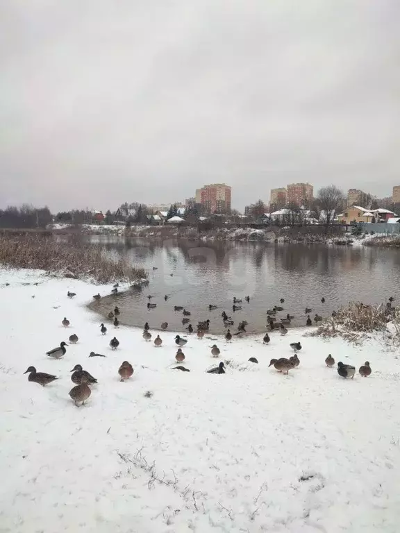 1-к кв. Московская область, Балашиха Саввино мкр, ул. Народного ... - Фото 2
