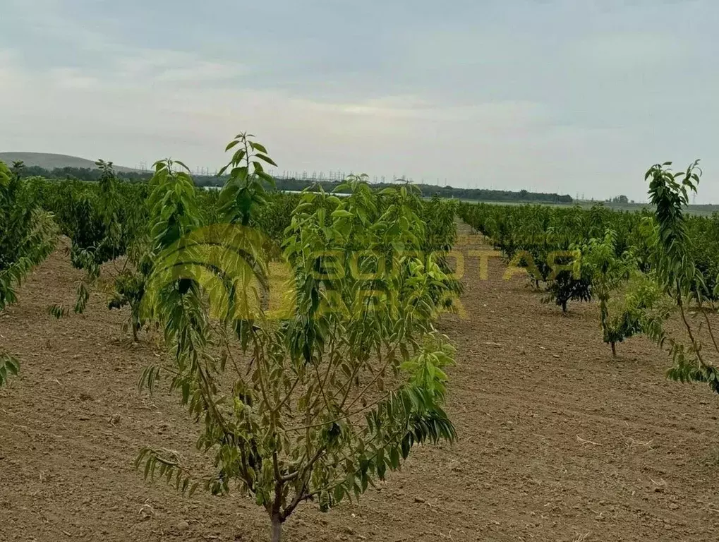 Участок в Краснодарский край, Темрюкский район, Старотитаровское ... - Фото 1