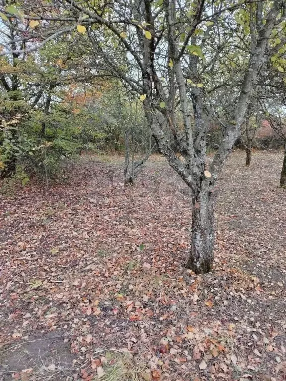 Участок в Белгородская область, Белгород  (6.0 сот.) - Фото 1