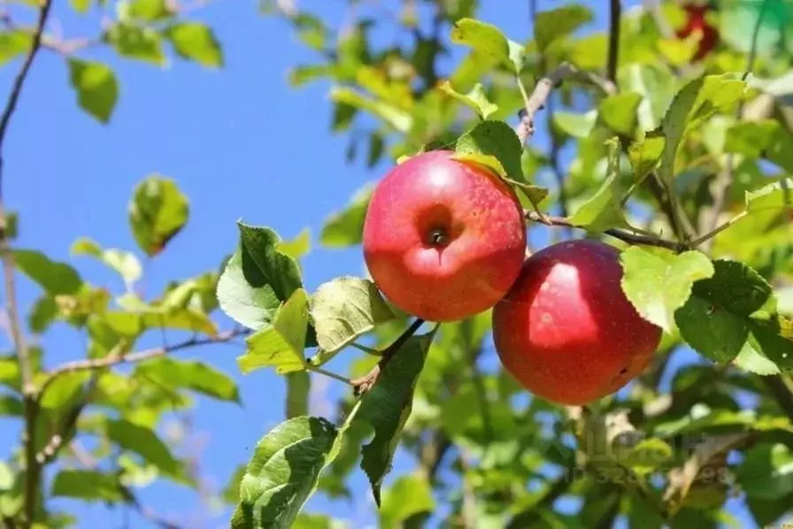 Участок в Московская область, Богородский городской округ, Первомаец ... - Фото 1